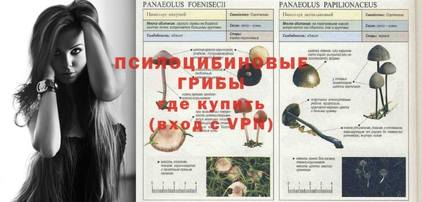 ГАЛЛЮЦИНОГЕННЫЕ ГРИБЫ Белокуриха